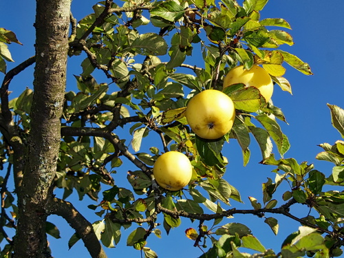 Äpfel an einem Baum